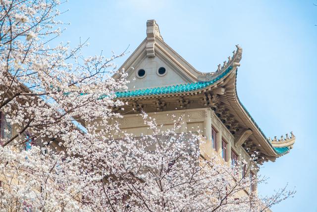 武汉大学樱花。视觉中国 图