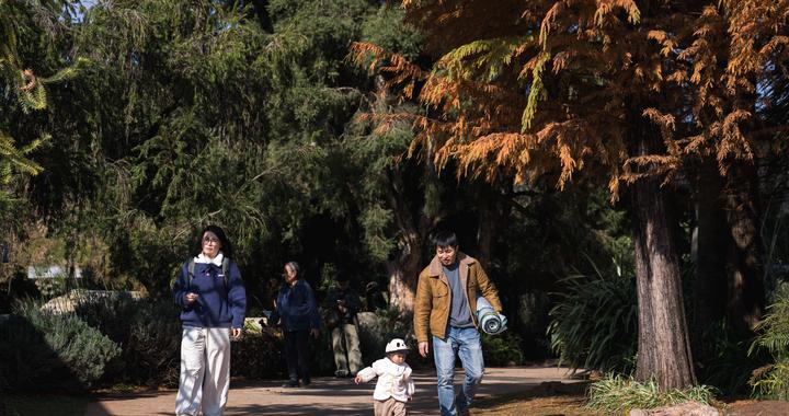 云南昆明：冬日绿意暖