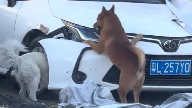两狗街头交配受喇叭惊扰转而攻击车辆