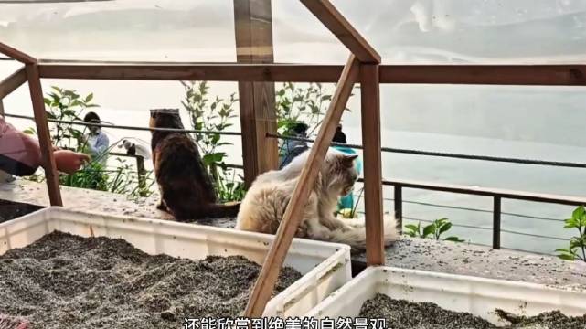 重庆萤火虫港湾猫猫主题公园开放，600只流浪猫待领养