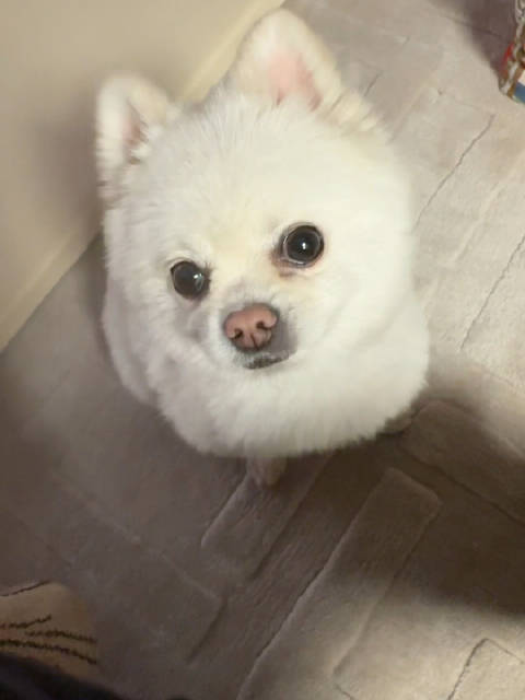 女明星绵绵日常报备