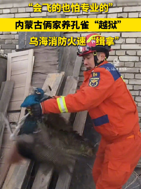 越狱孔雀遇上消防员算白折腾了