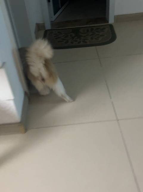 以防你没有看过卡车漂移