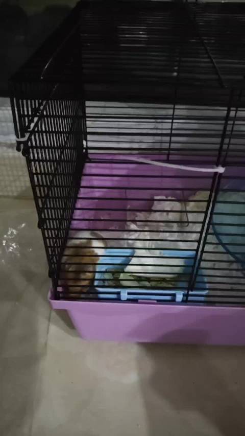 鼠宝每天都想越狱