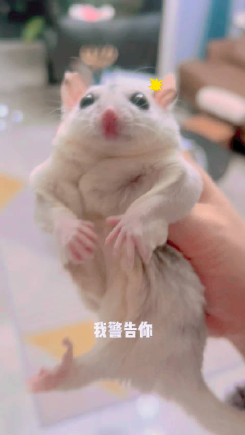 越狱被抓回来一脸的不服气