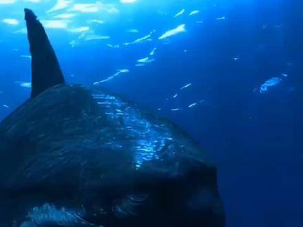 巨齿鲨别蹭蓝鲸热度了！都滚成球了！