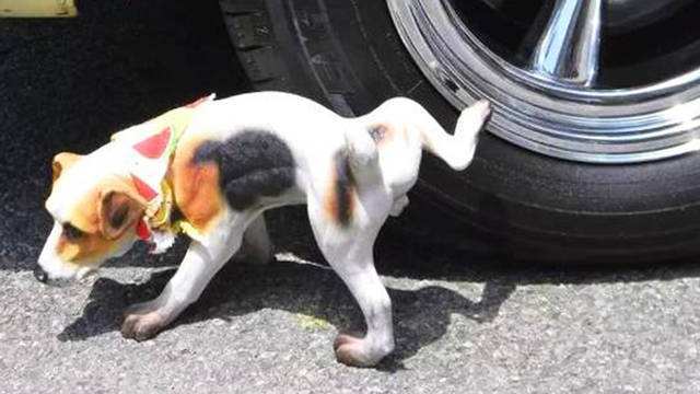 狗狗在轮胎上撒尿会影响轮胎吗?狗狗在轮胎上小便该怎么办？