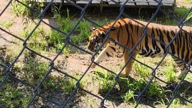 “果然不管是什么动物，干坏事时候都鬼鬼祟祟的” 动物世界