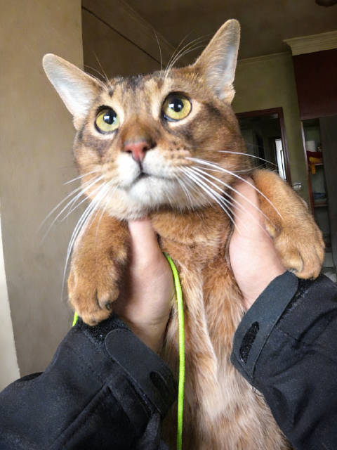 新鲜的救援日记来啦，今天是——越狱的小阿比！