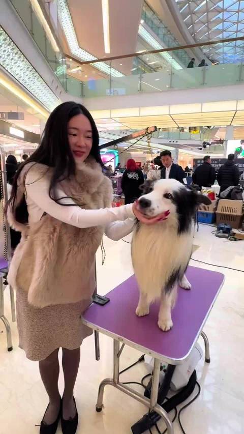 霍思燕杜江携爱犬亮相犬展，45岁霍思燕状态佳