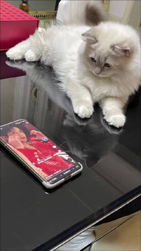 它好像也很喜欢洲洲啊