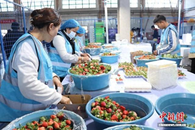 2025年12月4日，工人在永仁县永攀物流港分拣打包冬草莓。张文静 摄