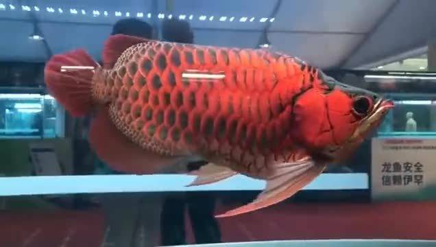 国内只有一条，被福建土豪收入其中的福龍王，龙鱼中的兰博基尼