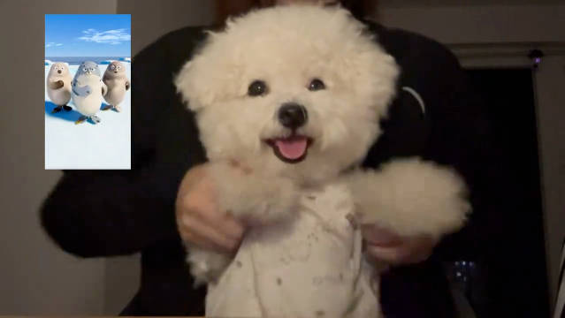 小狗海豹舞挑战走红，表情管理获赞爱豆级别