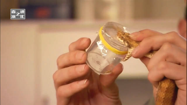 巧取蛇毒 Taking Venom from a Snake 纪录片品鉴团