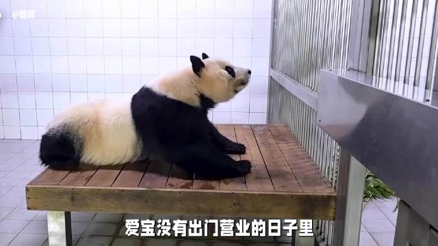 乐宝馋鱼饼窝头爱宝享宋爷爷手艺，熊猫日常萌翻众人