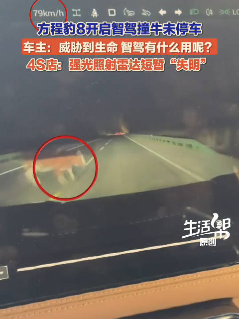 男子开辅助驾驶一头撞牛身上