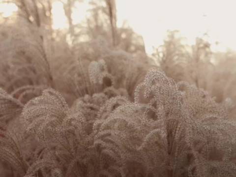 陈数迎春大片展现内敛生命力