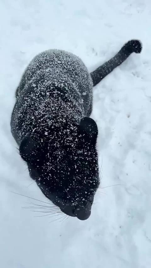 小黑豹立正了！