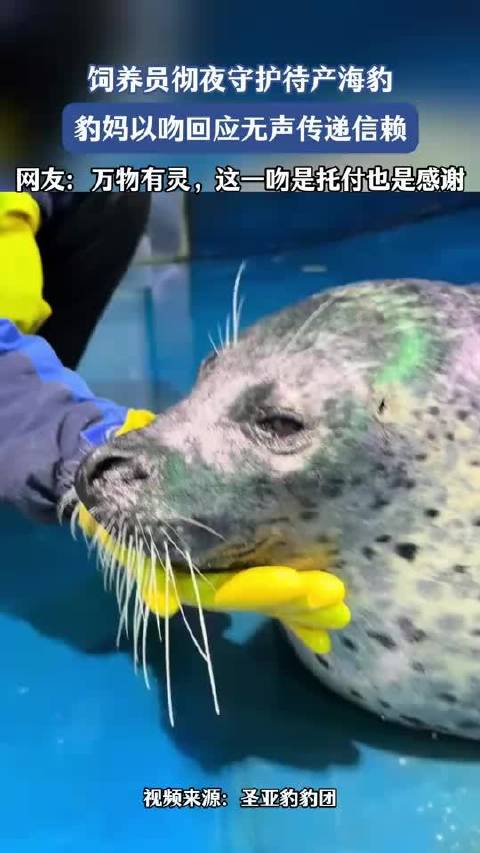 饲养员彻夜守护待产海豹，豹妈分娩后以温柔一吻轻触其面颊！