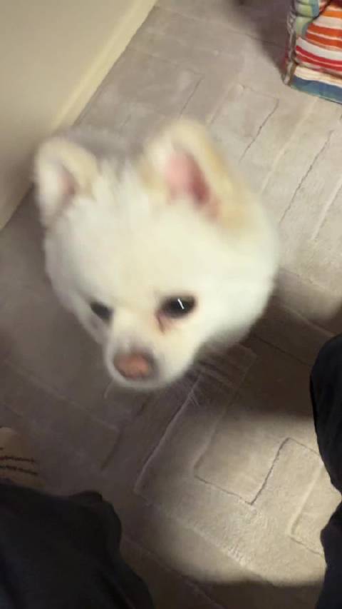 现在只有叶祖新能让我燃起来了…爸爸｡°(°¯᷄◠¯᷅°)°｡