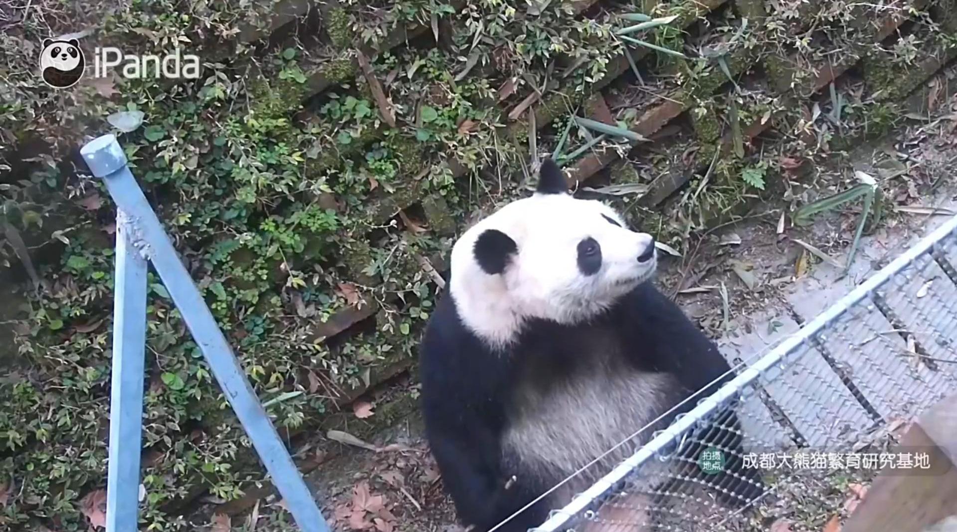 1.13小叶子捡起沈王妃的羽毛吃