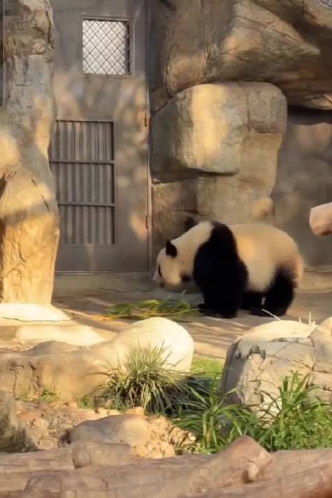 这绝对是有越狱本事的哈哈，只要是有足够高的栏杆孩子可以一直往上爬！