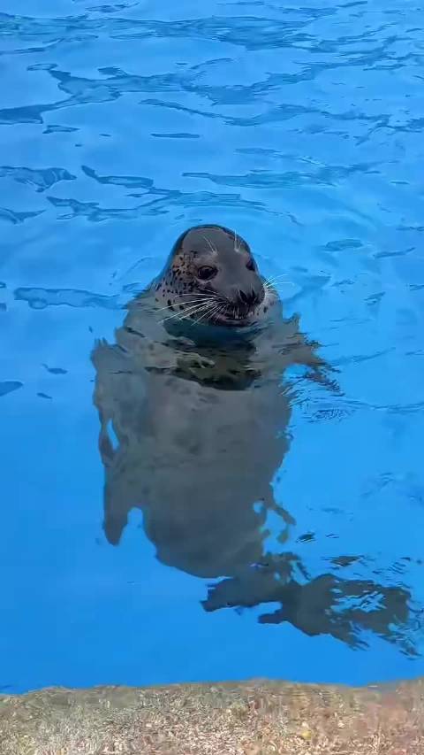 海豹原来是这么叫的