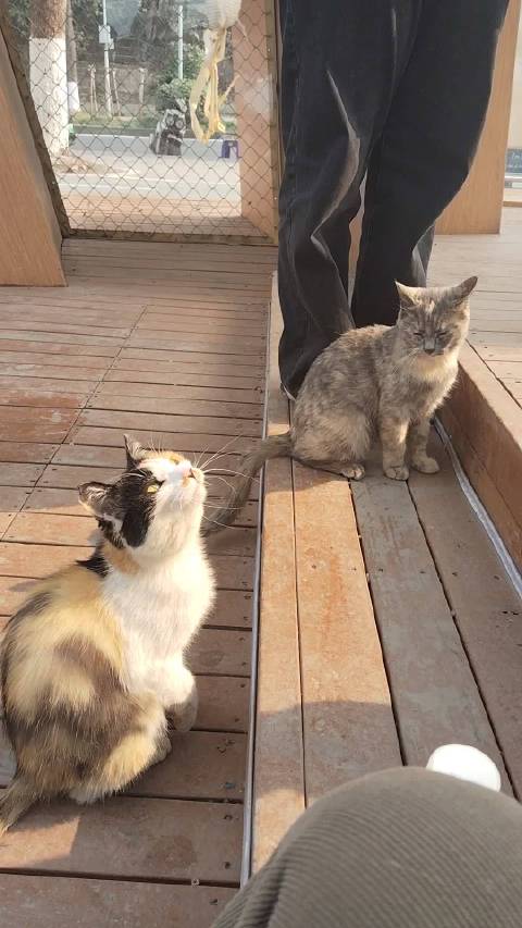 蒋依依妹妹南滨路撸猫偶遇三花银渐层打闹