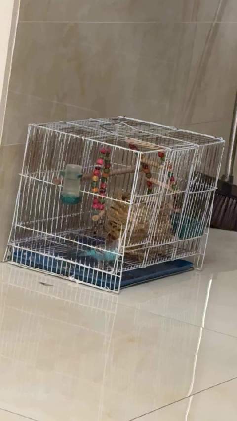 学不会讲话，学会了鸭叫的小，开始越狱了，再过两天，腹肌就要练成了