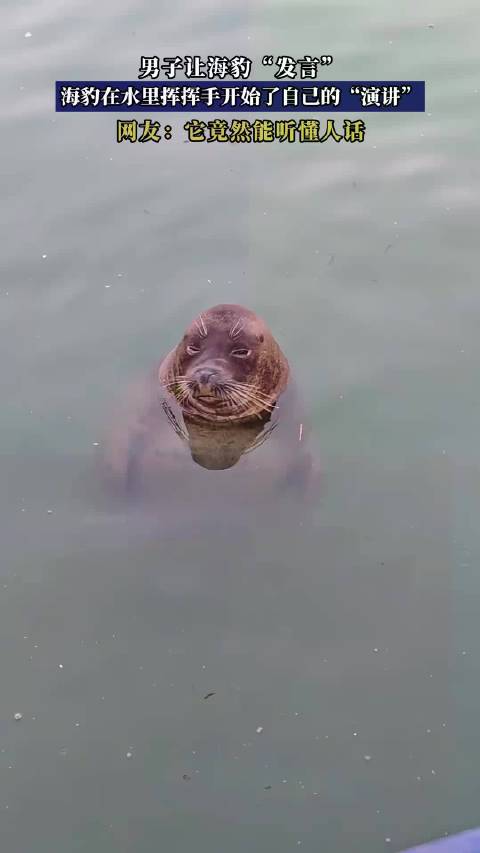 男子让海豹“发言”，海豹在水里挥挥手开始了自己的“演讲”
