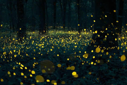 微光谱写史诗：萤火虫——暗夜里大地的诗意流淌