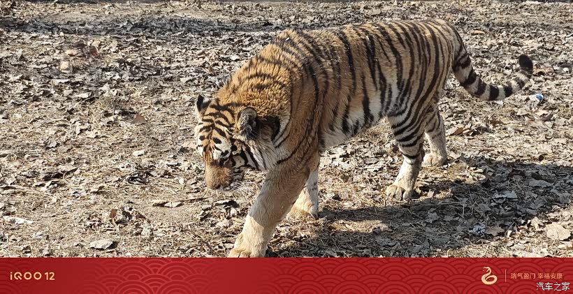 对比海豚星愿 埃安UT胜算几何?_海豚论坛