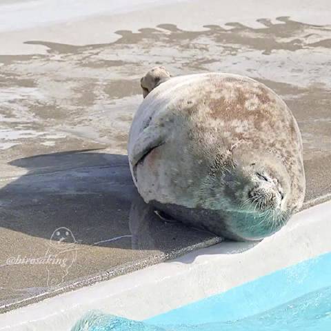 海豹想睡觉，但又睡不了，一脸茫然