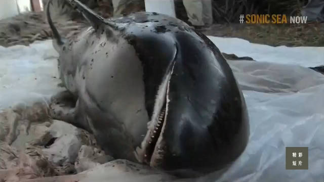 大规模搁浅事件 A Mass Stranding 纪录片品鉴团