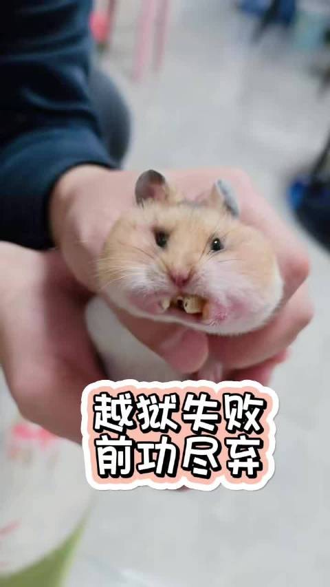 越狱失败，这满嘴的粮草啊～～求放过