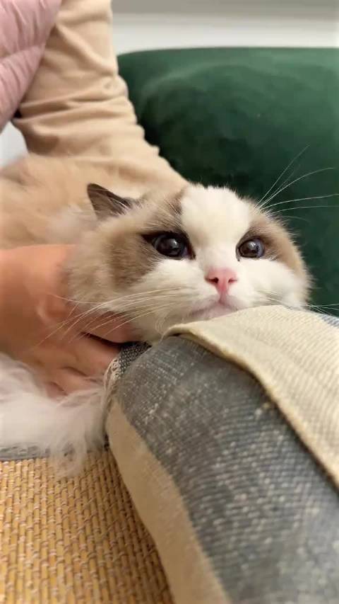 猫咪很享受主人的按摩服务，撸猫就要把它变成海豹！