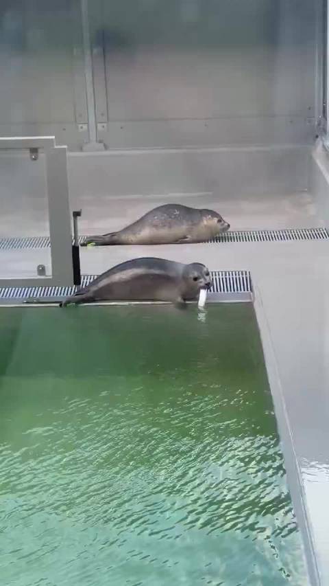 海豹宝宝吐鱼被海鸥抢食受惊