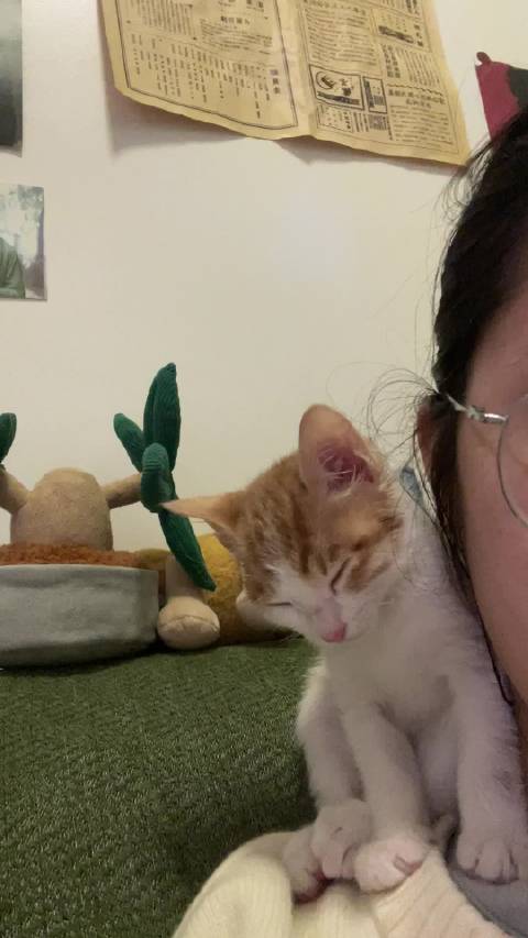 什么小猫睡着了在当叶问