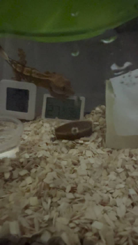 仔仔：喝水呢 别看我 看我就不喝了