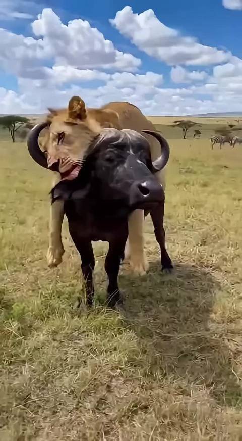 这狮子在挺会享受的动物世界