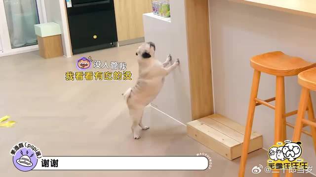 比张杰关系都好！谢娜装修让李维嘉掌权，连被子一模一样