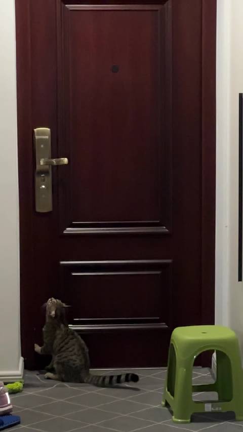 狸花猫10天3次越狱，家长无奈进出锁门