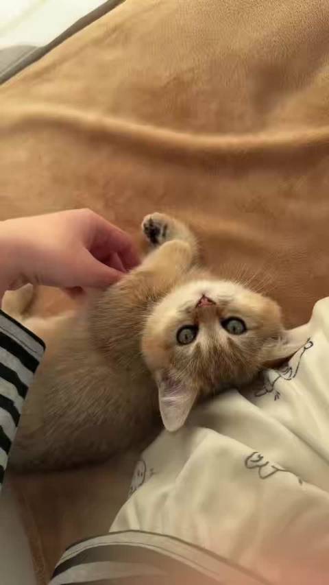 小狮子王 站得高看得远