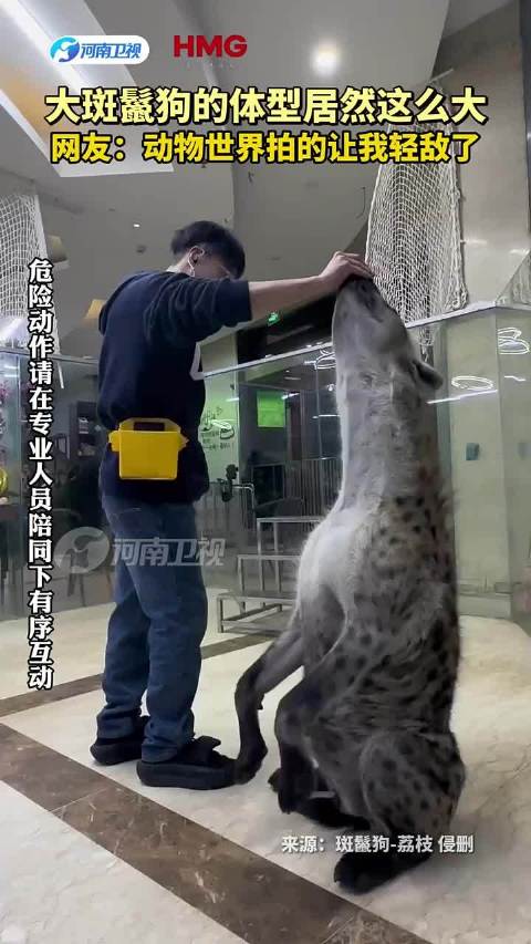 大斑鬣狗的体型居然这么大~网友：动物世界拍的让我轻敌了