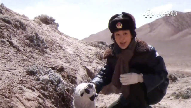 生命树杨紫和小羊双向治愈