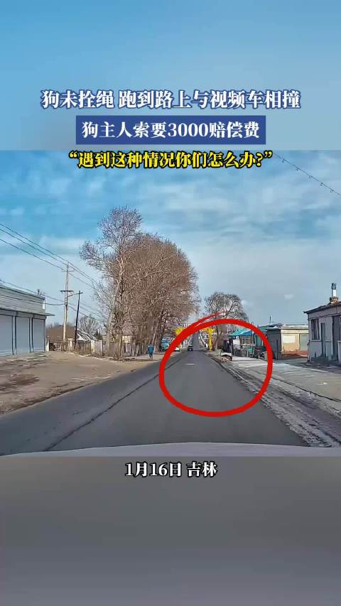 狗未拴绳 跑到路上与视频车相撞，狗主人索要3000赔偿费