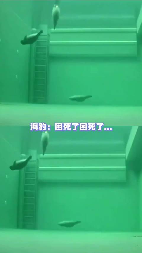 海豹：《无法上吊之物》