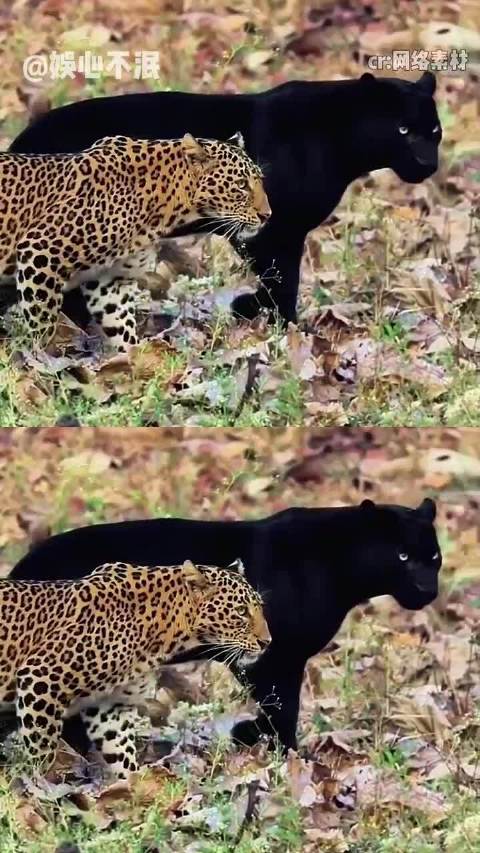 我们才是如影随形的伴侣 黑豹