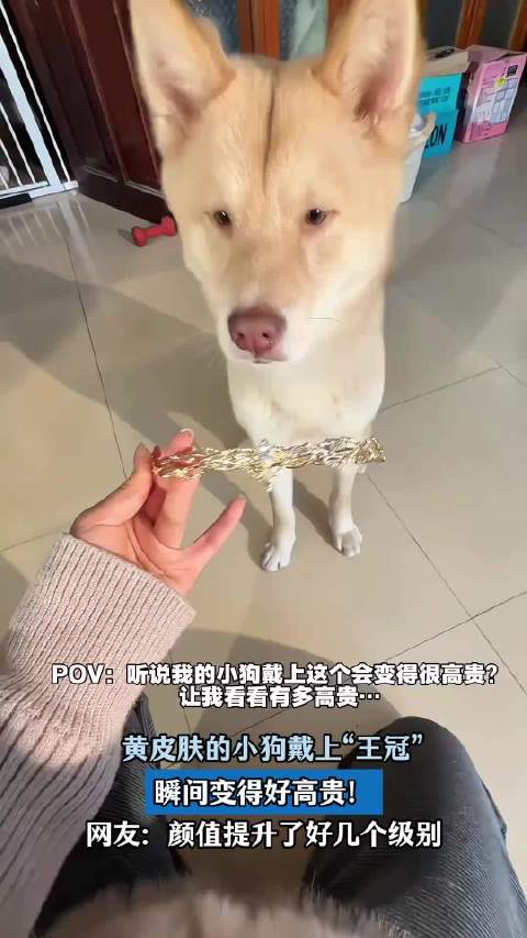 黄皮肤的小狗戴上“王冠”，瞬间变得好高贵！颜值提升好几个级别